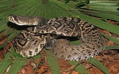 Crotalus adamanteus Alachua County 2015