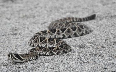Crotalus adamanteus neonate ENP 21Sep16 (43)