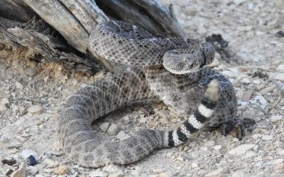 Crotalus atrox River Rd Big Bend TX 22Aug17 (4)