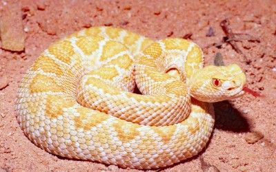 Crotalus atrox albino (2)