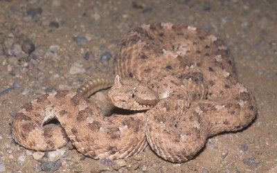 Crotalus cerastes cerastes (1)