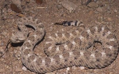 Crotalus cerastes cerastes (7)