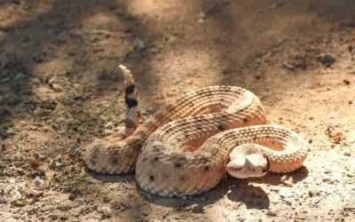 Crotalus cerastes cercobombus TUC 22Aug17 (22)