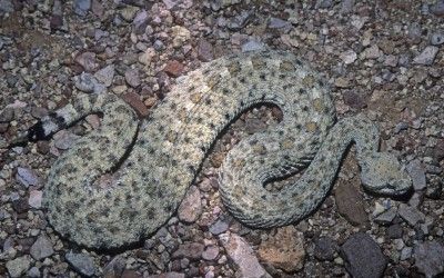 Crotalus cerastes laterorepens 1 (5)
