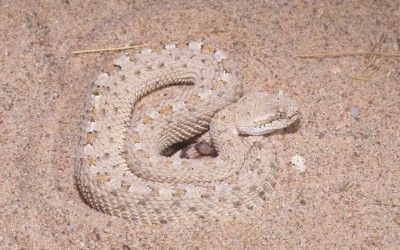 Crotalus cerastes laterorepens (1)