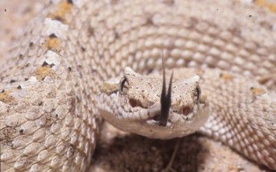 Crotalus cerastes laterorepens (3)
