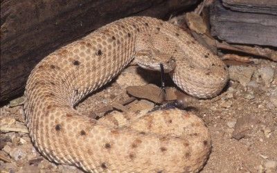 Crotalus cerastes laterorepens (4)