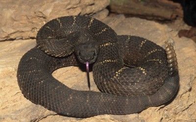 Crotalus cerberus 2 (2)