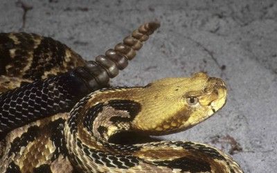 Crotalus horridus atricaudatus (10)