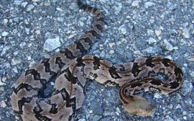 Crotalus horridus atricaudatus neonate 2 (4)