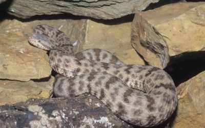 Crotalus lepidus lepidus (15)