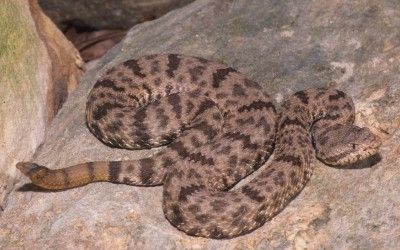 Crotalus lepidus lepidus (17)