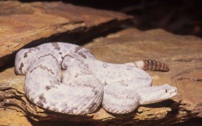 Crotalus lepidus lepidus (4)