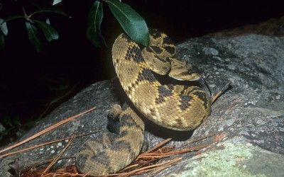 Crotalus molossus molossus (19)