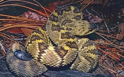 Crotalus molossus molossus (22)