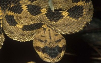 Crotalus molossus molossus (31)