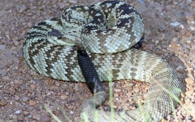 Crotalus molossus ornatus Big Bend Aug 2014 (3)