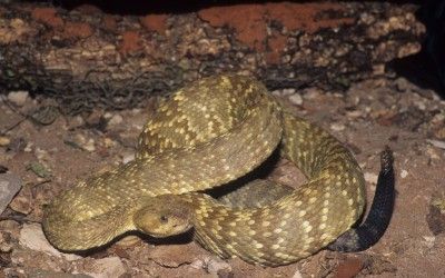 Crotalus molossus ornatus TX (2)
