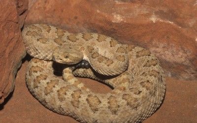 Crotalus oreganus abyssus 2 (2)