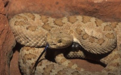 Crotalus oreganus abyssus 4