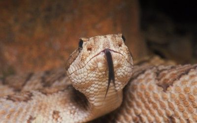 Crotalus oreganus concolor 2