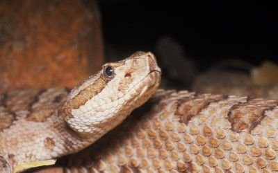 Crotalus oreganus concolor 3