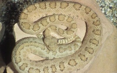 Crotalus oreganus concolor 4
