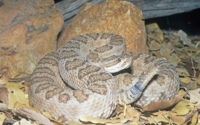 Crotalus oreganus concolor (5)