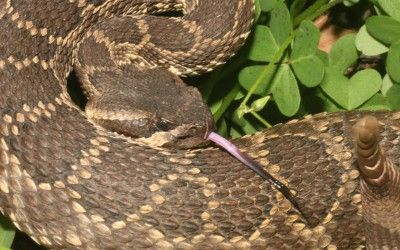 Crotalus oreganus helleri (29)