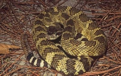 Crotalus oreganus helleri 4