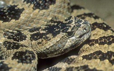 Crotalus oreganus lutosus 1 (3)