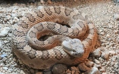 Crotalus oreganus lutosus CDM 01May17 (2)
