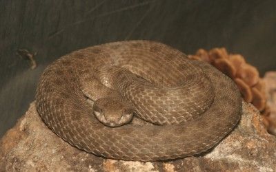 Crotalus pricei pricei (1)