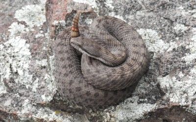Crotalus pricei pricei(1)