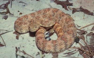 Crotalus pyrrhus (4)