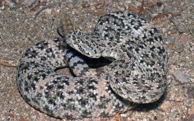 Crotalus pyrrhus