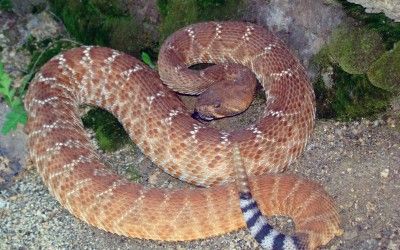 Crotalus ruber ruber 1