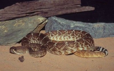 Crotalus ruber ruber desert phase (2)