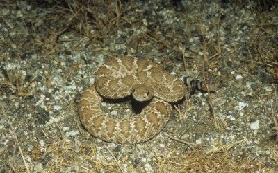 Crotalus ruber ruber desert