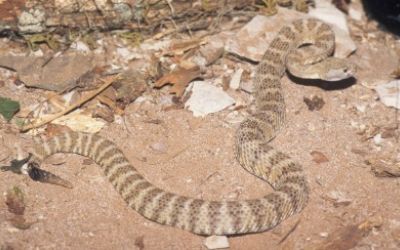 Crotalus stephensi 3