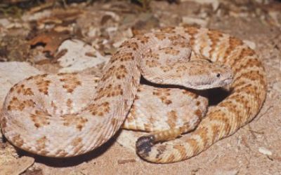 Crotalus stephensi