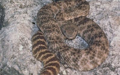 Crotalus stephensi(1)