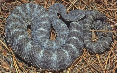 Crotalus tigris 3 (2)