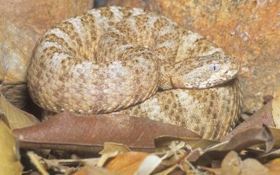 Crotalus tigris juvenile 1