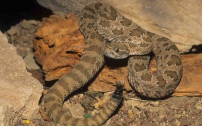Crotalus viridis nuntius 10