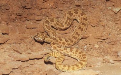 Crotalus viridis nuntius 3 (2)