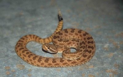 Crotalus viridis nuntius 5