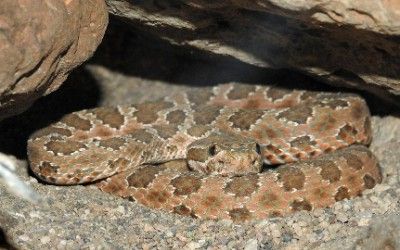 Crotalus viridis nuntius CDM 22Aug17