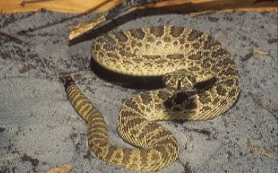 Crotalus viridis viridis 1