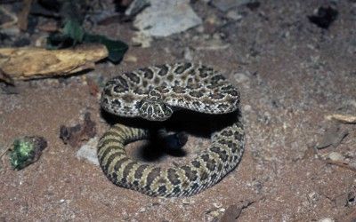 Crotalus viridis viridis (12)